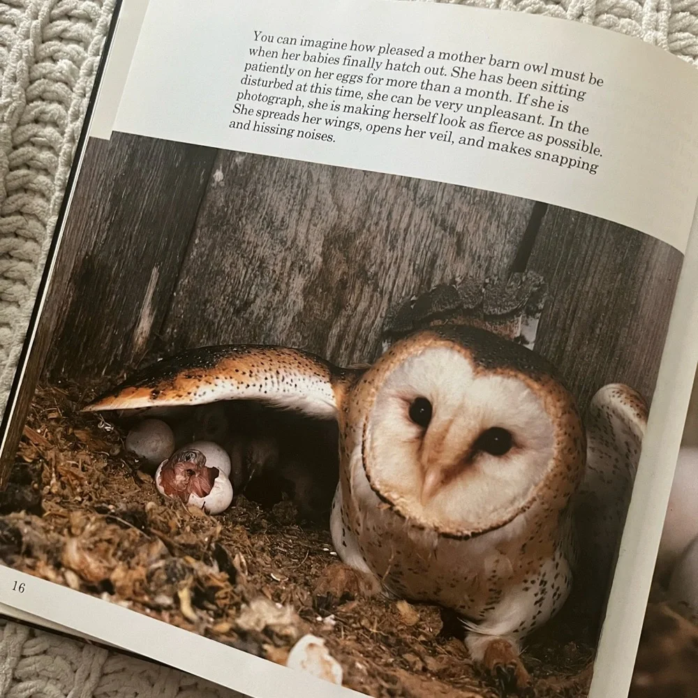 🦉”A Family of Owls” Vintage Children’s Picture Book with Color Photographs🦉 - Picture 8 of 15